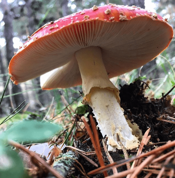 amanita muscaria en orihuela del tremedal