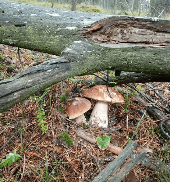 boletus