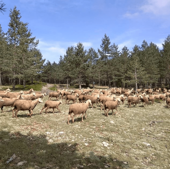 ovejas en cantavieja