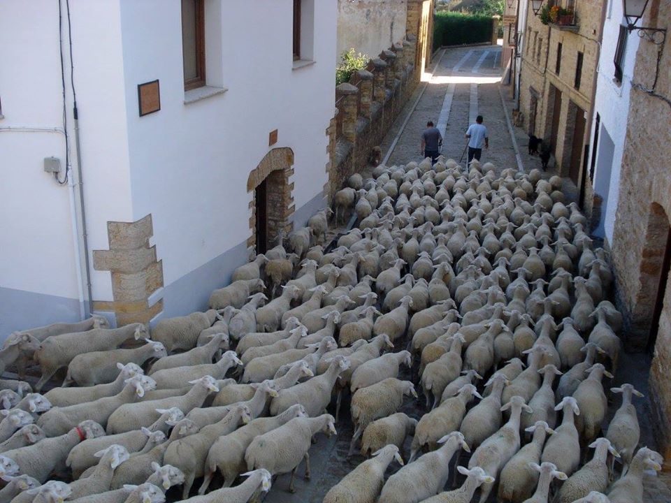 ovejas en trashumancia en la iglesuela del cid