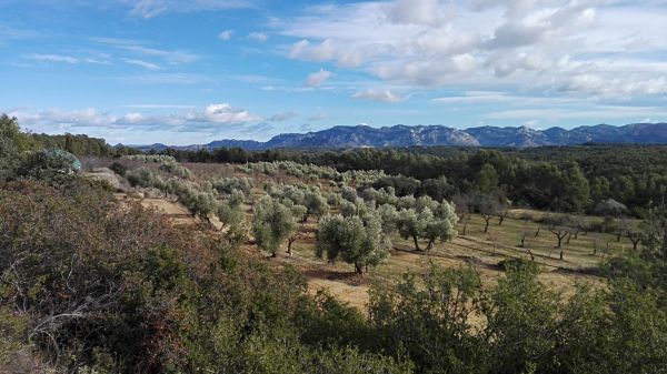 olivos de calaceite