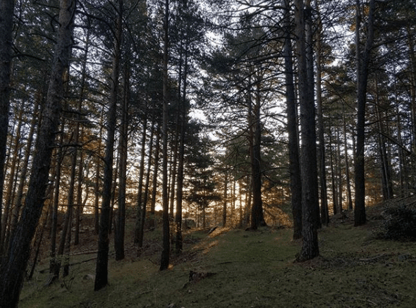 pinos de puertomingalvo