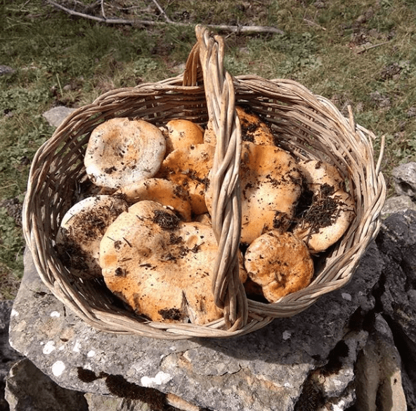 rovellones en cantavieja