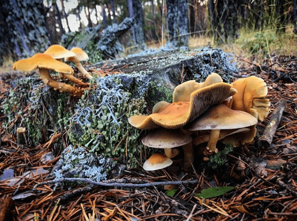 setas en orihuela del tremedal