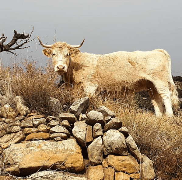 vaca blanca en puertomingalvo