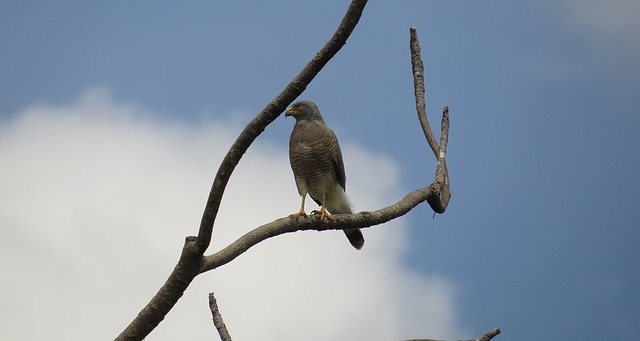 aguilucho en gallocanta