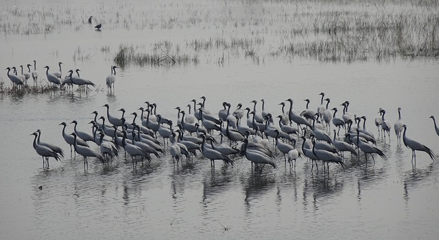 grullas en la laguna de gallocanta