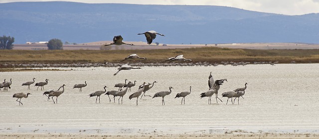 laguna de gallocanta