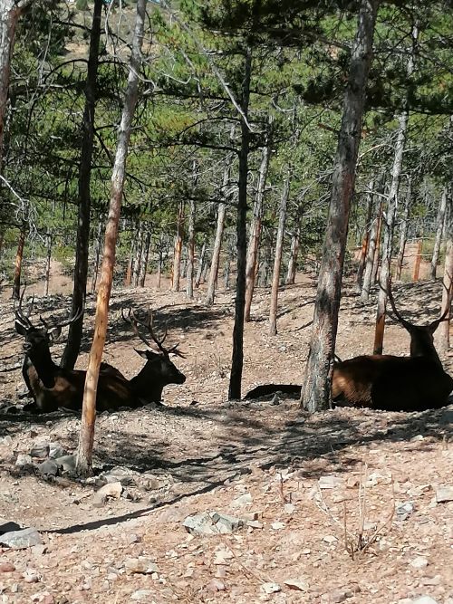 ciervos descansando en el parque La Maleza