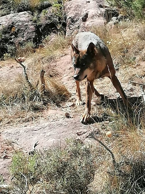 Lobo en el parque la Maleza