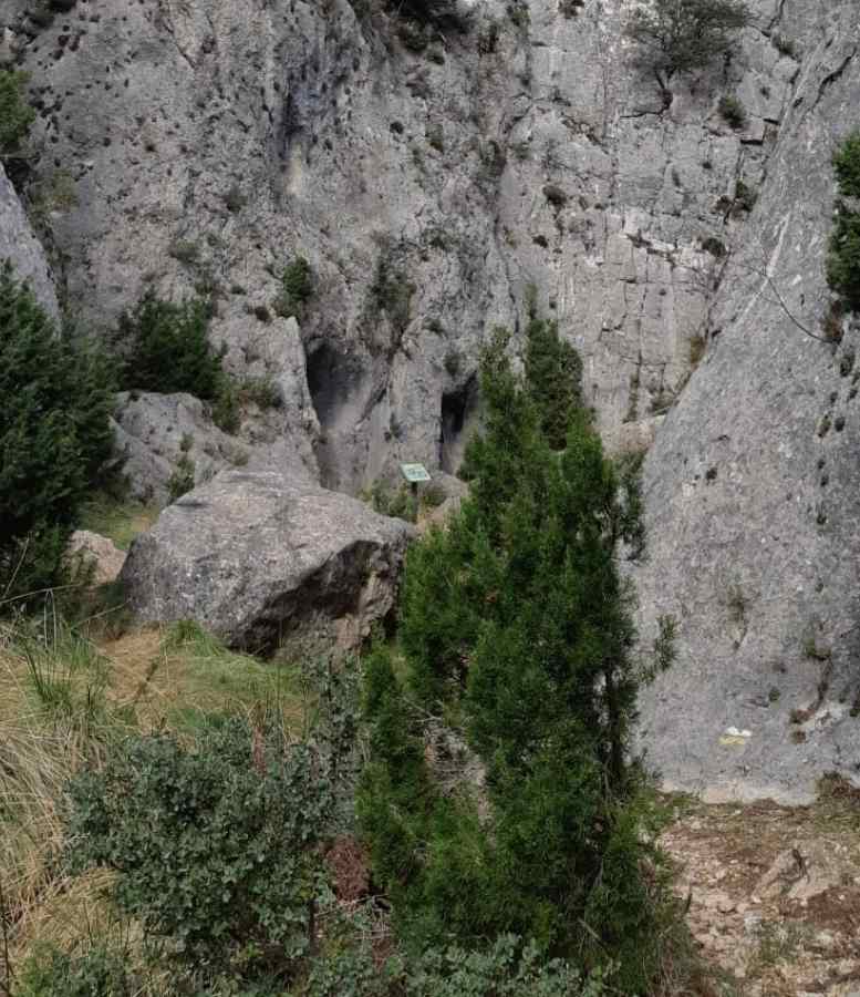 sabinas y carrascas en el pozo del salto