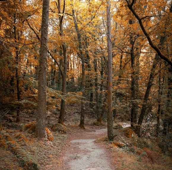 bosque de teruel