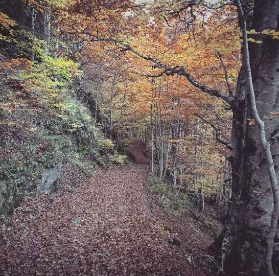 bosque de pinos de teruel