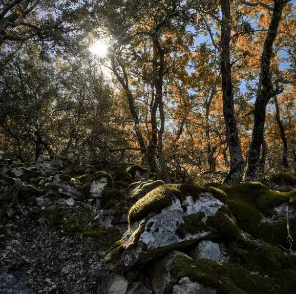 bosque de encinas donde buscar setas en Teruel