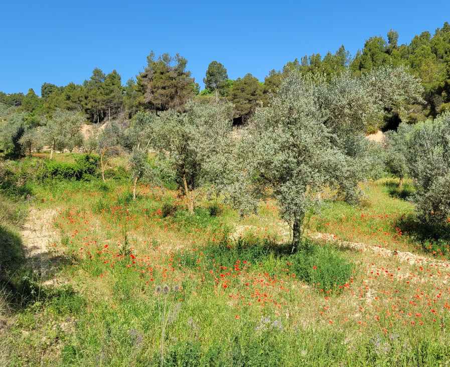 campo olivos teruel